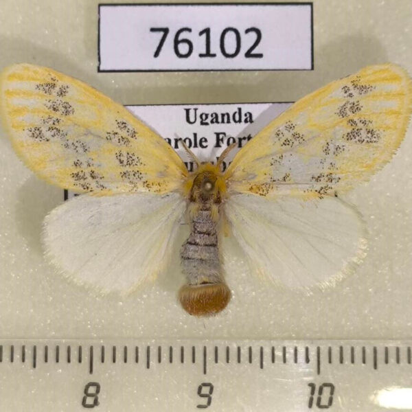 Lymantridae Euproctis geminata f Uganda