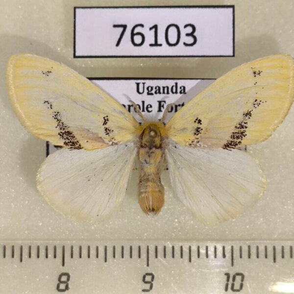 Lymantridae Euproctis dewitzi f Uganda