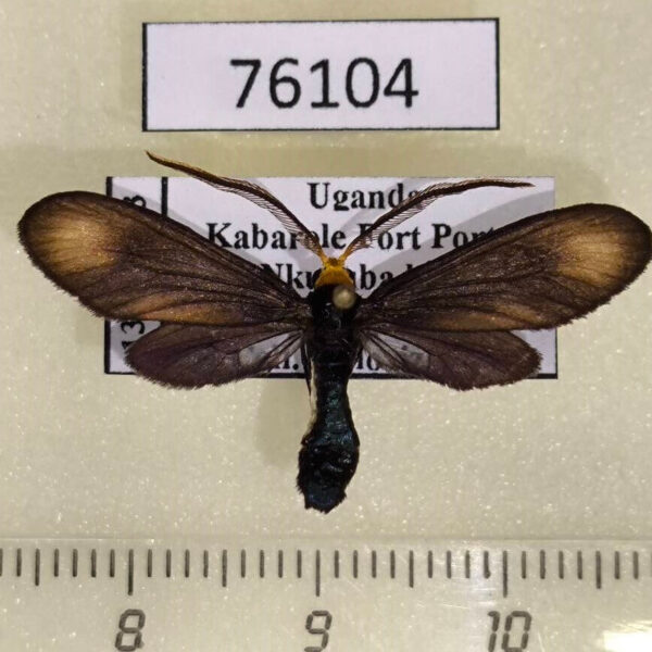 Zygaenidae Saliunca sp. kamilila Uganda