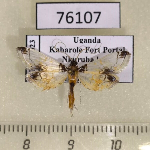Crambidae Analyta sp. Uganda