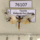 76107p Crambidae Analyta sp. Uganda $7