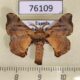 76109p Bombycidae Racinoa ficicola Uganda $7
