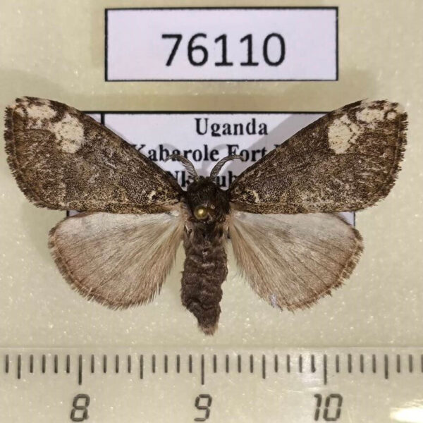 Lymantridae Laelia batoides f Uganda - Fareastinsects