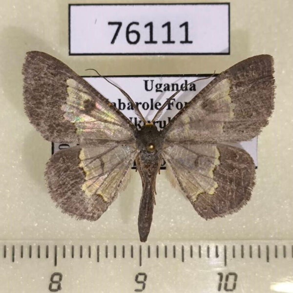 Geometridae Zamarada pelobasis Uganda