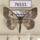 76111p Geometridae Zamarada pelobasis Uganda $9