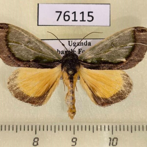 Noctuidae Tuerta chrysochlora Uganda