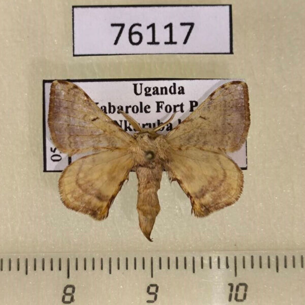 Bombycidae Racinoa obliquisigna Uganda