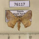76117p Bombycidae Racinoa obliquisigna Uganda $8