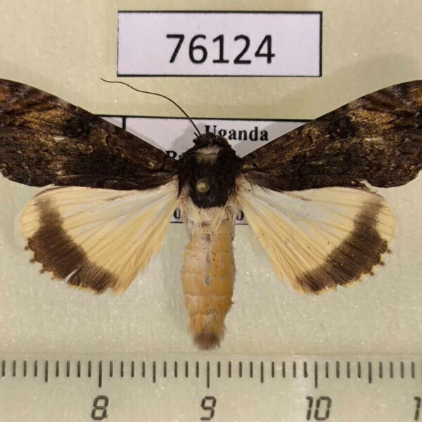 Noctuidae Ulotrichopus primulina f Uganda