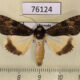 76124p Noctuidae Ulotrichopus primulina f Uganda $13