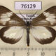 76129p Arctiidae Chiromachla restrictum Uganda $17