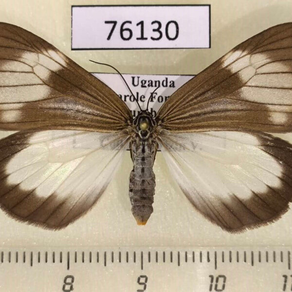 Arctiidae Chiromachla restrictum f Uganda