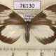 76130p Arctiidae Chiromachla restrictum f Uganda $18