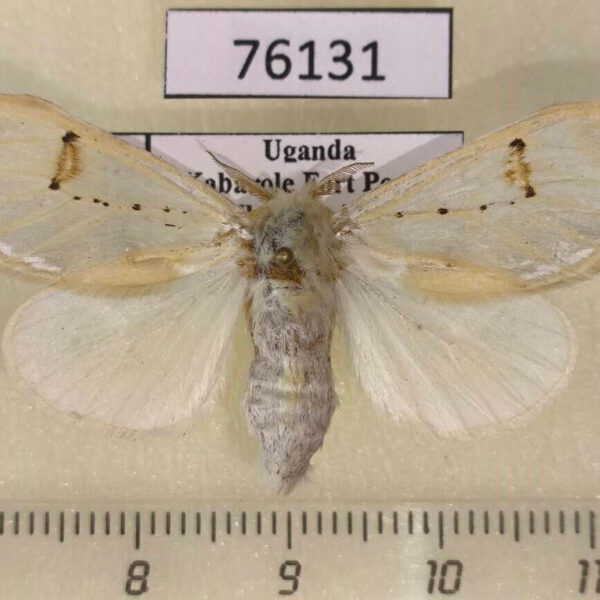 Lymantridae Naroma varipes f Uganda