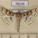 76133p Crambidae Sinomphisa junctilinealis Uganda $5