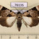 76135p Noctuidae Audea hemihyala f Uganda $12