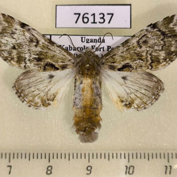 Noctuidae Thiacidas senex f Uganda