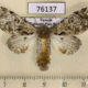 76137p Noctuidae Thiacidas senex f Uganda $10