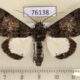 76138p Noctuidae Amblyprora pacifica Uganda $12