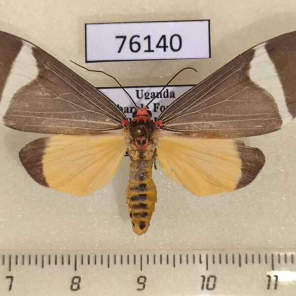Arctiidae Caryatis phileta Uganda