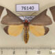 76140p Arctiidae Caryatis phileta Uganda $12