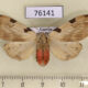 76141p Arctiidae Disparctia vittata f Uganda $13