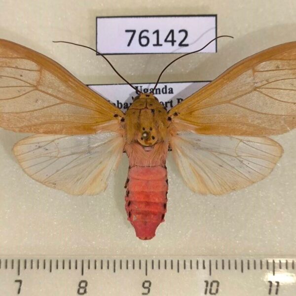 Arctiidae Amerila vidua Uganda