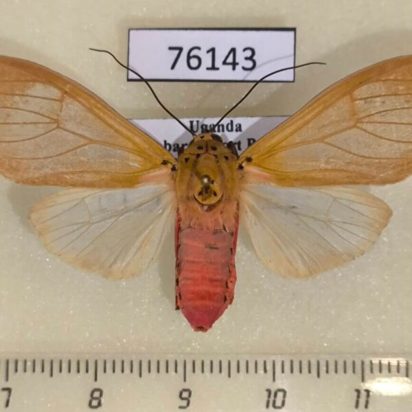 Arctiidae Amerila vidua Uganda