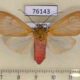 76143p Arctiidae Amerila vidua Uganda $12
