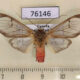 76146p Arctiidae Amerila affinis Uganda $8