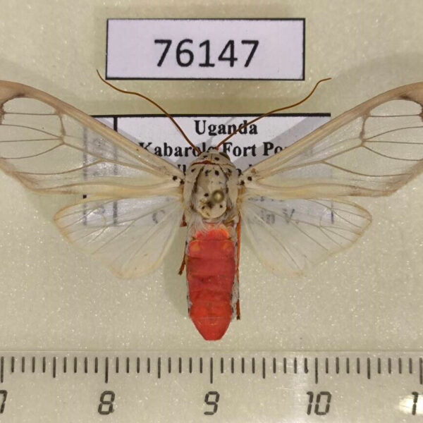 Arctiidae Amerila vitrea Uganda