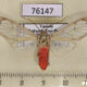 76147p Arctiidae Amerila vitrea Uganda $10
