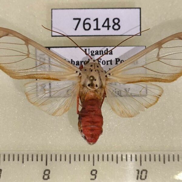 Arctiidae Amerila vitrea Uganda