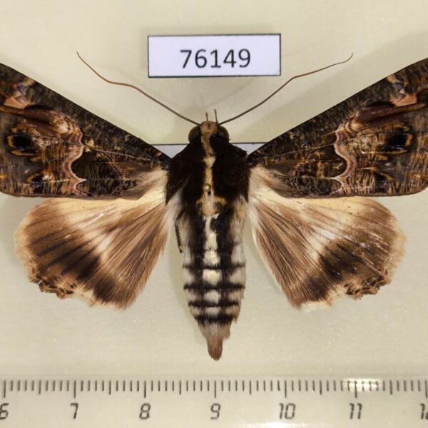 Noctuidae Sphingomorpha chlorea f Uganda