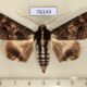 76149p Noctuidae Sphingomorpha chlorea f Uganda $15