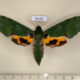 76150p Sphingidae Euchloron megaera f Uganda $15