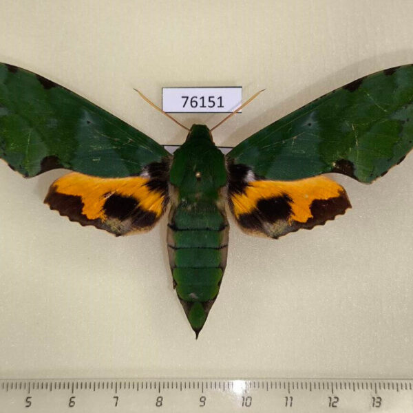 Sphingidae Euchloron megaera f Uganda