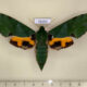 76151p Sphingidae Euchloron megaera f Uganda $25