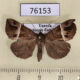 76153p Noctuidae Dichromia sp. erastrialis Uganda $7