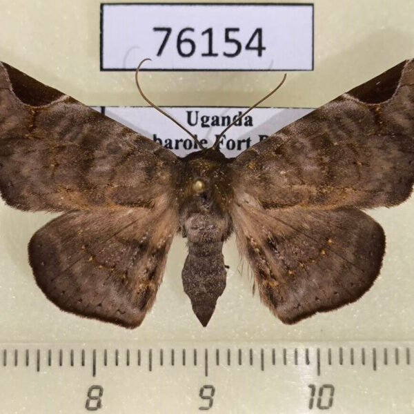 Noctuidae Focillopis eclipsia Uganda