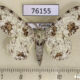 76155p Geometridae Biston abruptaria maculatissimus Uganda $8