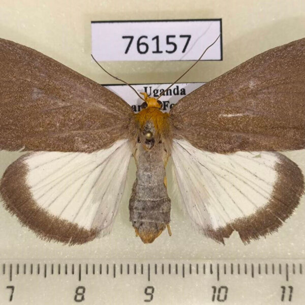 Noctuidae Calesia cryptoleuca f Uganda