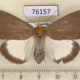 76157p Noctuidae Calesia cryptoleuca f Uganda $6