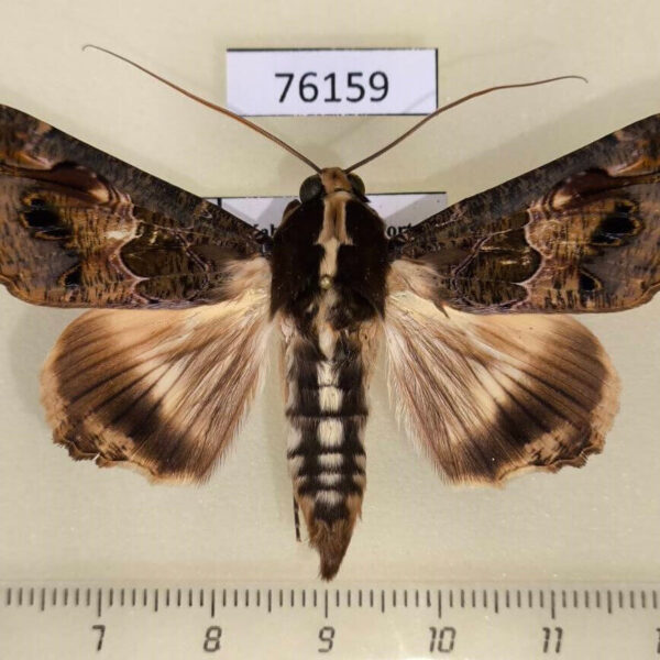 Noctuidae Sphingomorpha chlorea Uganda