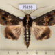 76159p Noctuidae Sphingomorpha chlorea Uganda $12