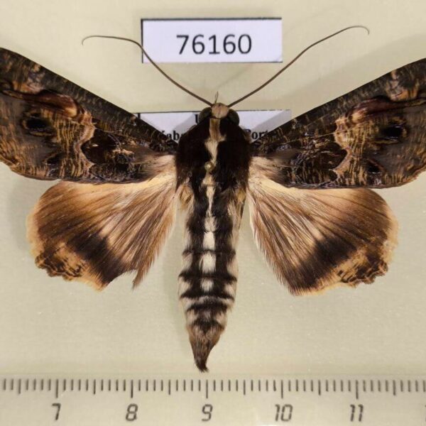 Noctuidae Sphingomorpha chlorea Uganda