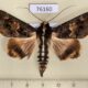 76160p Noctuidae Sphingomorpha chlorea Uganda $7