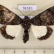 76161p Noctuidae Amblyprora pacifica Uganda $12