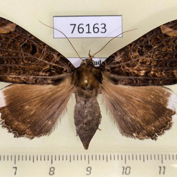 Noctuidae Tolna burdoni f Uganda