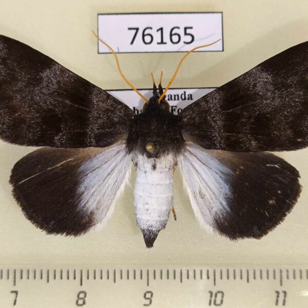 Noctuidae Callophisma flavicornis Uganda